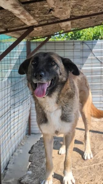 Zayah  treue Begleiterin sucht Familie