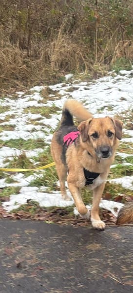 Stitch Familienhund, in DE 25746, Heide