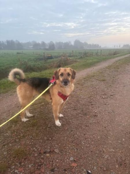 Stitch Familienhund, in DE 25746, Heide