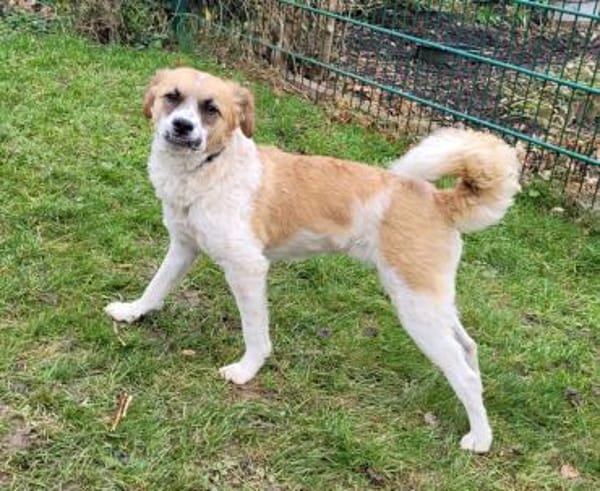 Vicky sucht ihr Für-Immer-Zuhause! 💖🐾