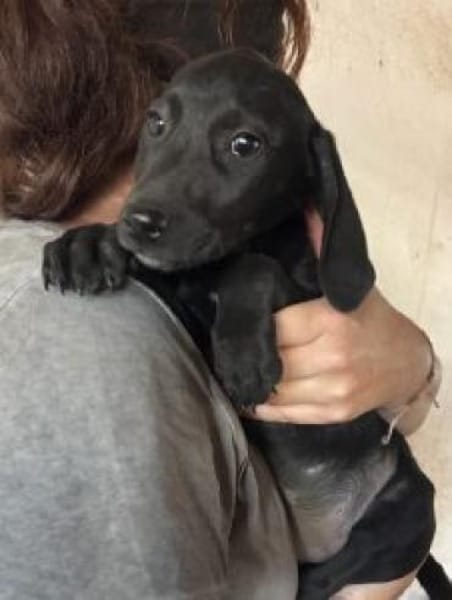 Neli 30 cm (Nov 25) Pflegestelle