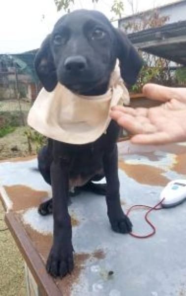 Neli 30 cm (Nov 25) Pflegestelle