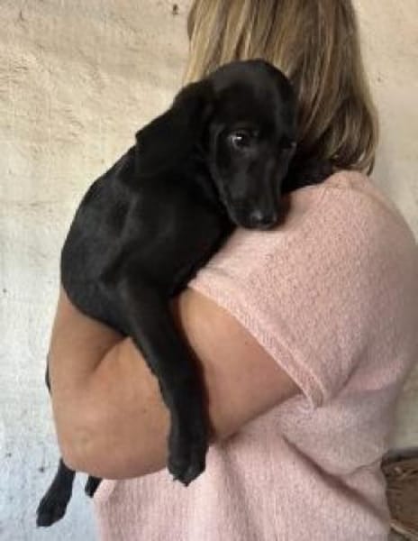 Neli 30 cm (Nov 25) Pflegestelle