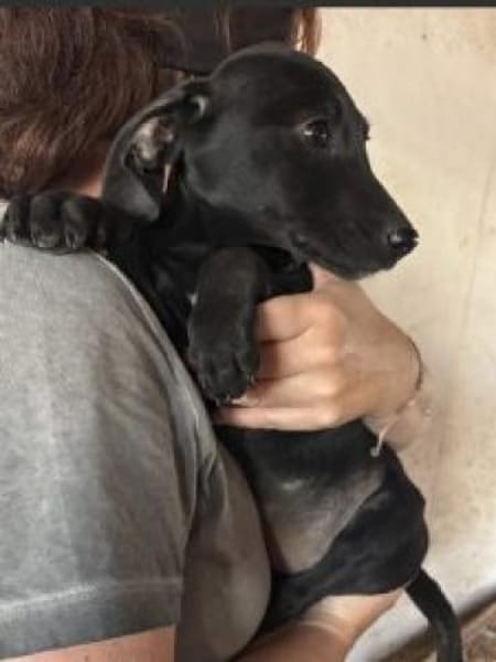 Neli 30 cm (Nov 25) Pflegestelle