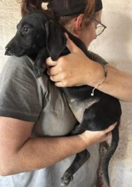 Neli 30 cm (Nov 25) Pflegestelle