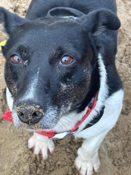 Ida-freundlich, anhänglich, in DE 25746