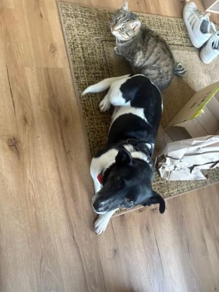 Ida-freundlich, anhänglich, in DE 25746