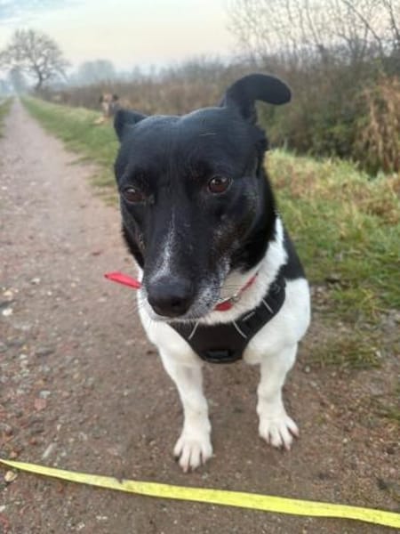 Ida-freundlich, anhänglich, in DE 25746