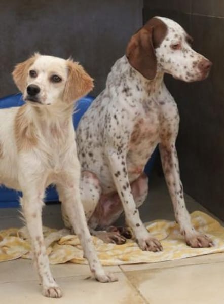 Acira, geb. ca. 04/2023, 67735 Mehlbach