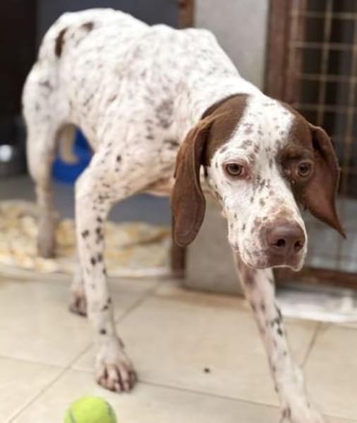 Acira, geb. ca. 04/2023, 67735 Mehlbach