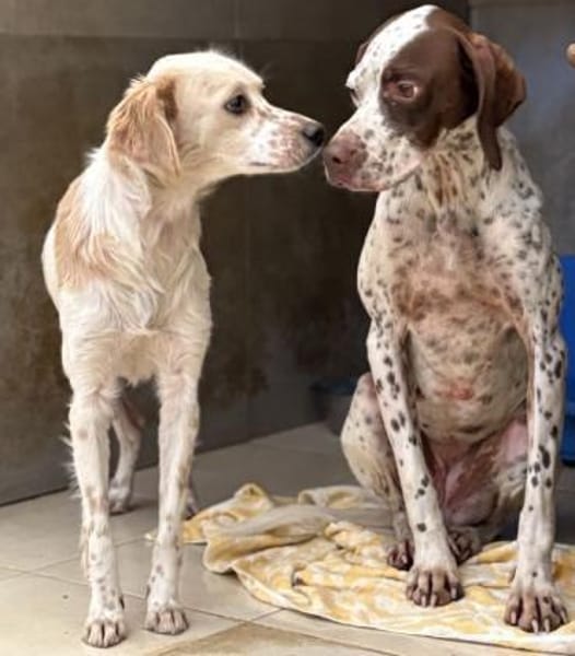 Acira, geb. ca. 04/2023, 67735 Mehlbach