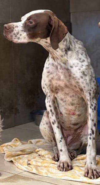 Acira, geb. ca. 04/2023, 67735 Mehlbach