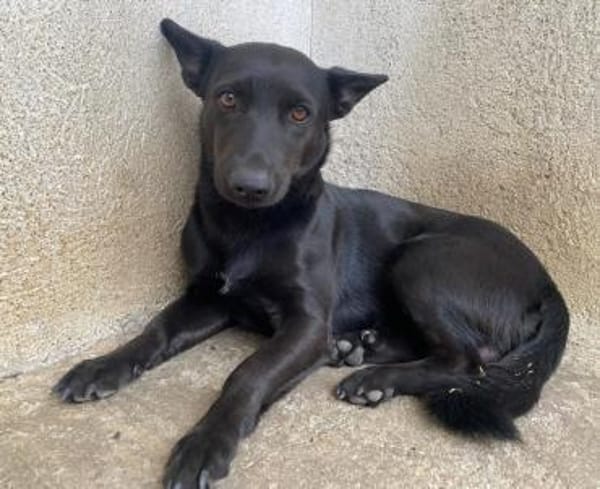 Porto, geb. ca. 01/2025, 79576 Weil a. R