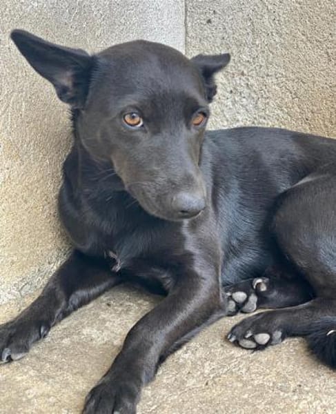 Porto, geb. ca. 01/2025, 79576 Weil a. R