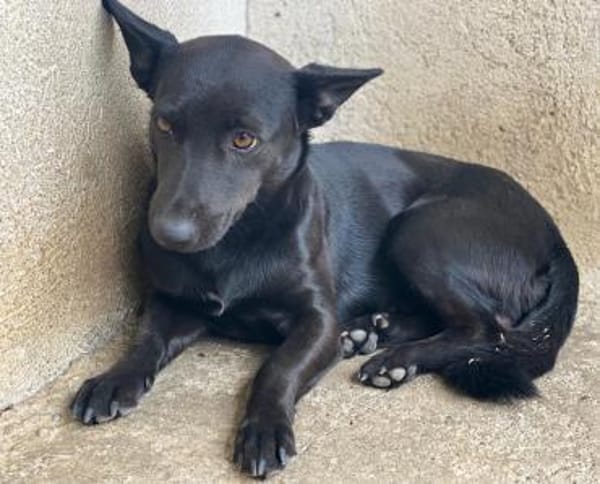 Porto, geb. ca. 01/2025, 79576 Weil a. R