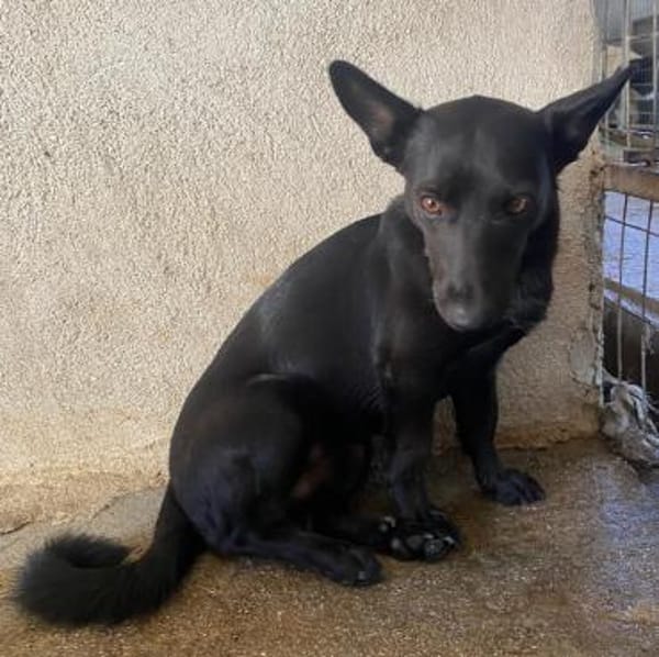 Porto, geb. ca. 01/2025, 79576 Weil a. R