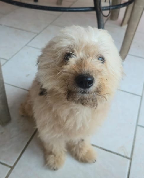 DOLCE, Croisée Bichon femelle