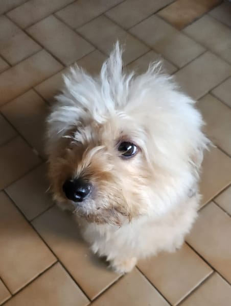 DOLCE, Croisée Bichon femelle