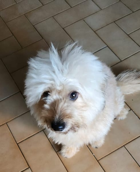 DOLCE, Croisée Bichon femelle