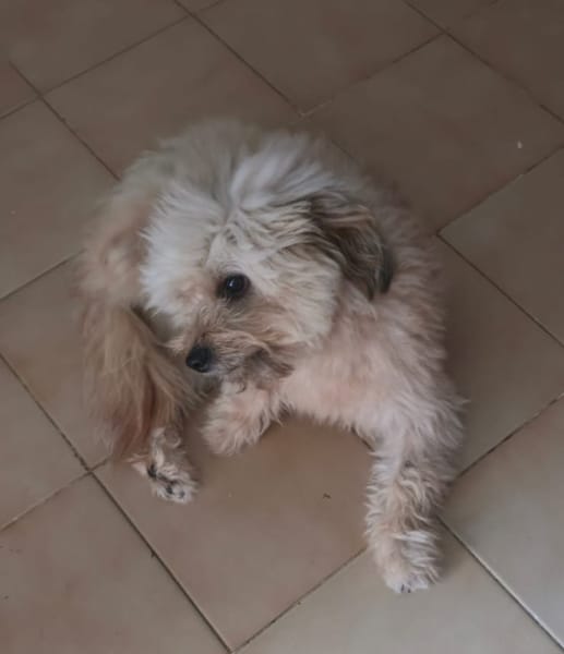 DOLCE, Croisée Bichon femelle