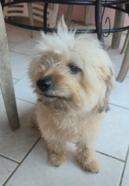 DOLCE, Croisée Bichon femelle