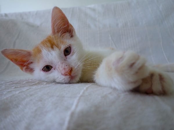 WAKOU, chaton européen