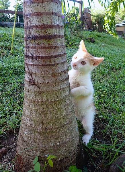 WAKOU, chaton européen