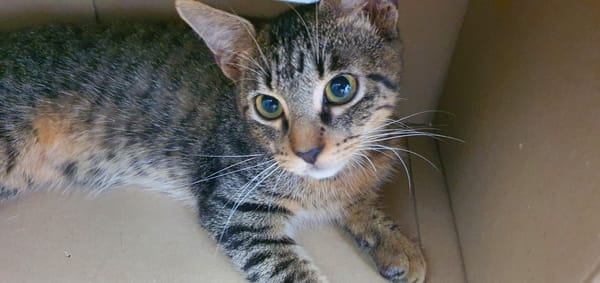 SHAKER, chaton mâle type européen