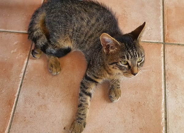 SHAKER, chaton mâle type européen