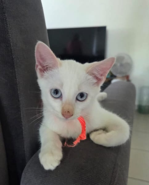 ASTORIA, chaton femelle européen