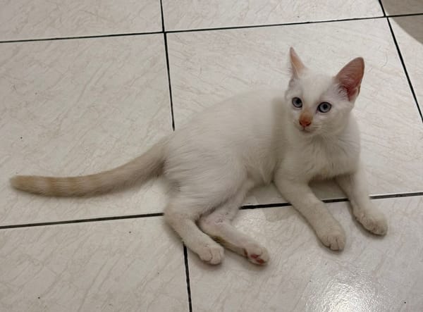 ASTORIA, chaton femelle européen