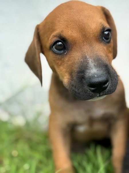 Goliath le ptit mignon