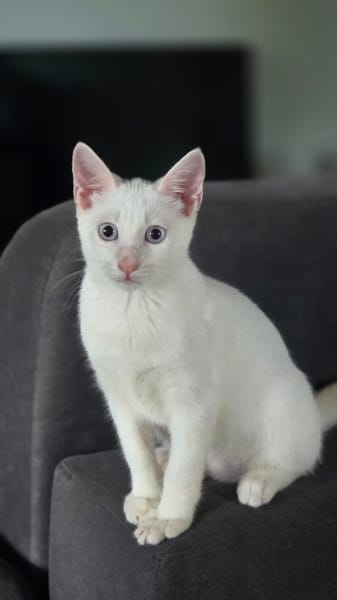 ASTRA, chaton femelle européen