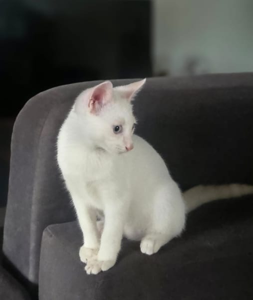 ASTRA, chaton femelle européen