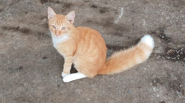 HORUS, chat junior mâle type européen