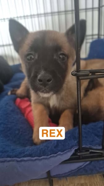 REX