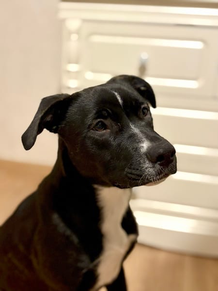 🐾 À L’ADOPTION : Aika 🌺