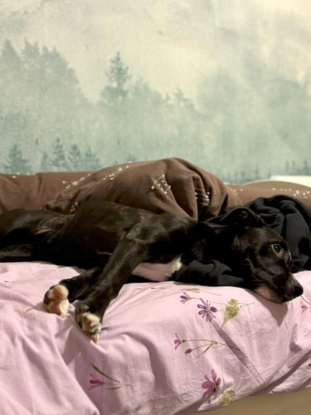 🐾 À L’ADOPTION : Aika 🌺