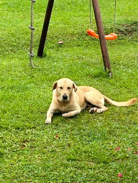 🐾 À L’ADOPTION – DUBAÏ, un grand cœur couleur crème 🐾