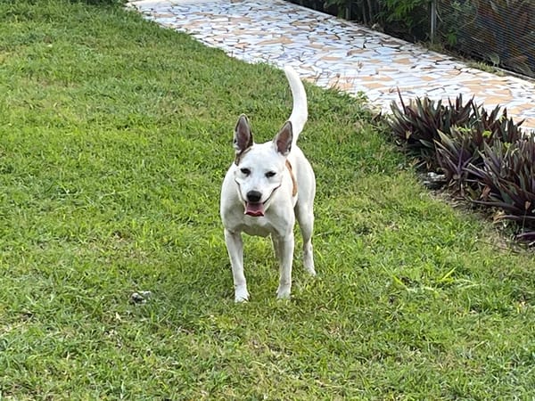 🐾 À L’ADOPTION – FÉFÉ, la complice idéale pour toutes vos aventures ! 🐾