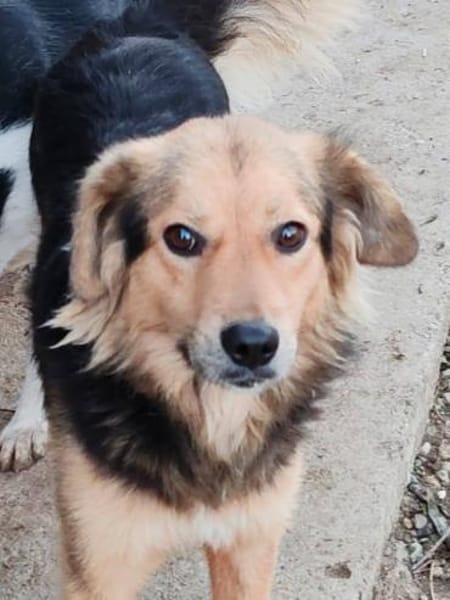 SMUDO - Schnucki auf 4 Pfoten