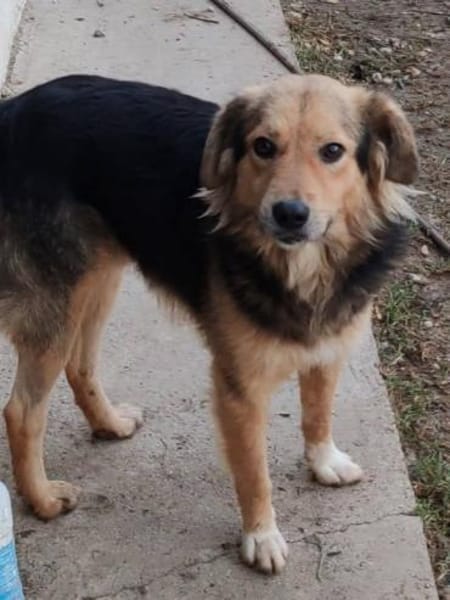 SMUDO - Schnucki auf 4 Pfoten