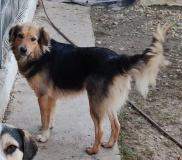 SMUDO - Schnucki auf 4 Pfoten