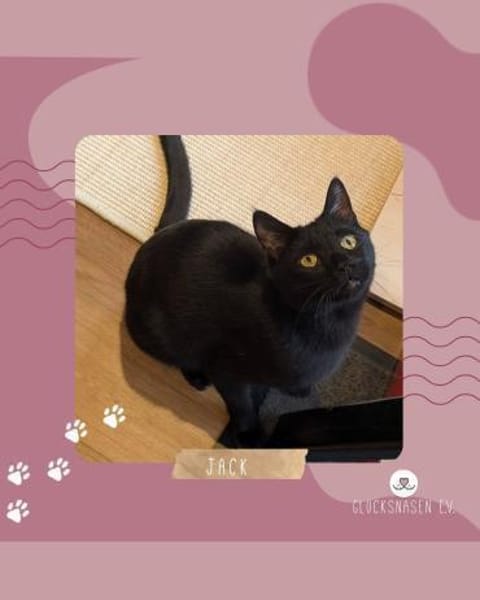Kater Jack sucht sein neues Zuhause