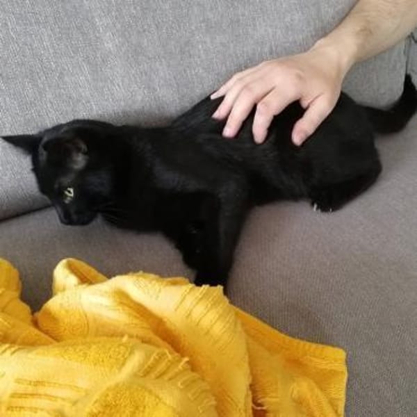 Kater Jack sucht sein neues Zuhause