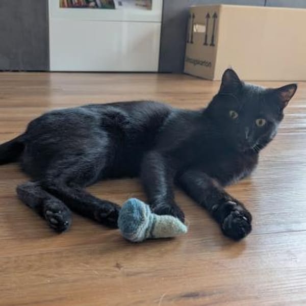 Kater Jack sucht sein neues Zuhause