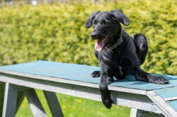 Lemmy wünscht sich ein Zuhause