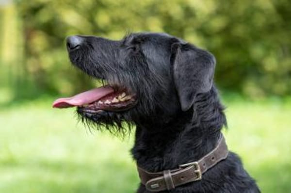 Lemmy wünscht sich ein Zuhause