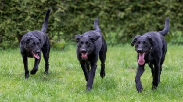 Lemmy wünscht sich ein Zuhause