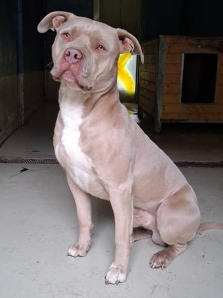 Stafford Fans gesucht